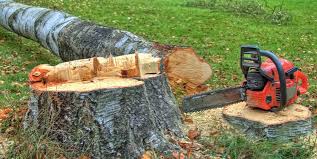  Eatons Neck, NY Tree Removal Pros