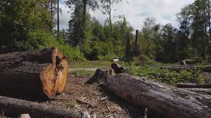 Best Tree Removal  in Eatons Neck, NY