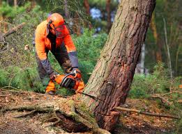 Best Root Management and Removal  in Eatons Neck, NY