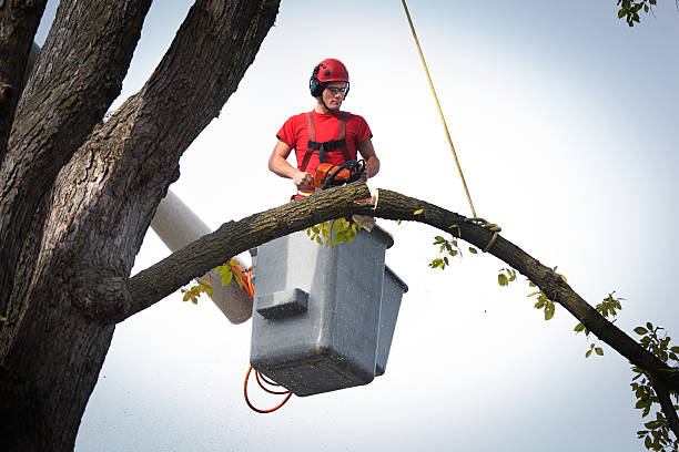 Best Tree Trimming and Pruning  in Eatons Neck, NY