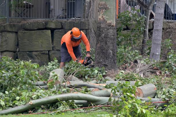 Best Tree Preservation Services  in Eatons Neck, NY