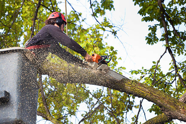 Best Hedge Trimming  in Eatons Neck, NY