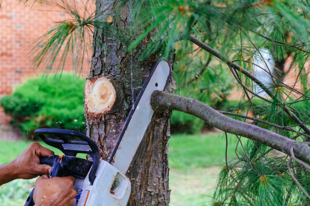 Best Palm Tree Trimming  in Eatons Neck, NY